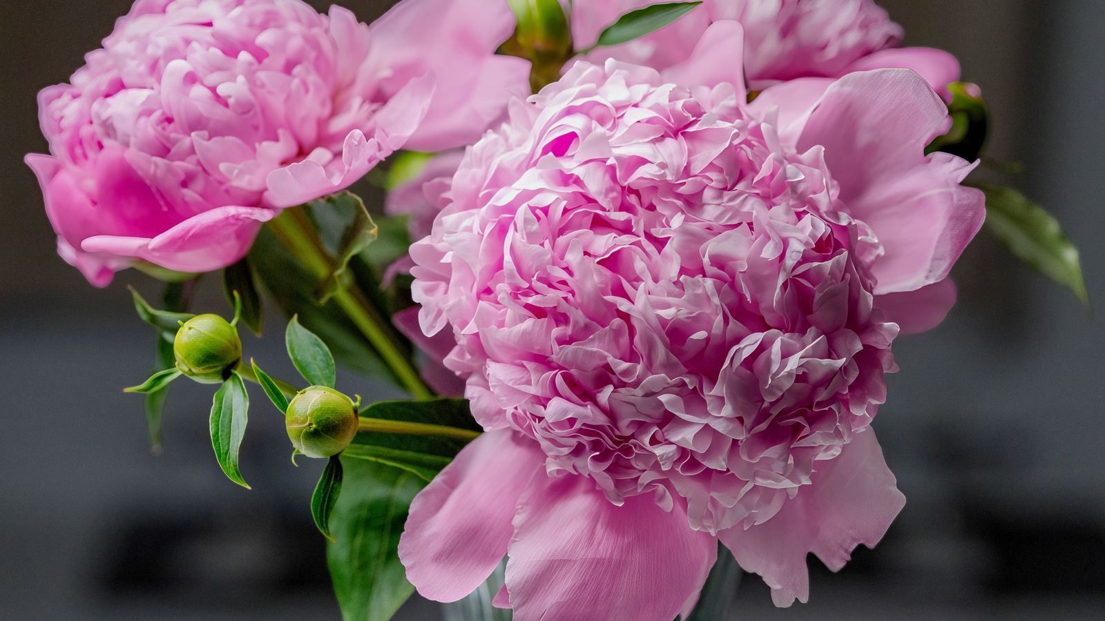 Close-up soft pink peony flower in moody light