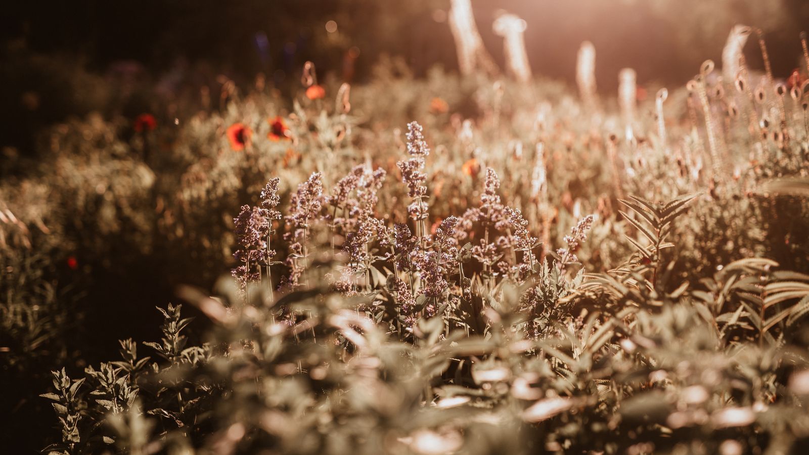 Soft-focus lavender field at golden hour, sun low behind blooms
