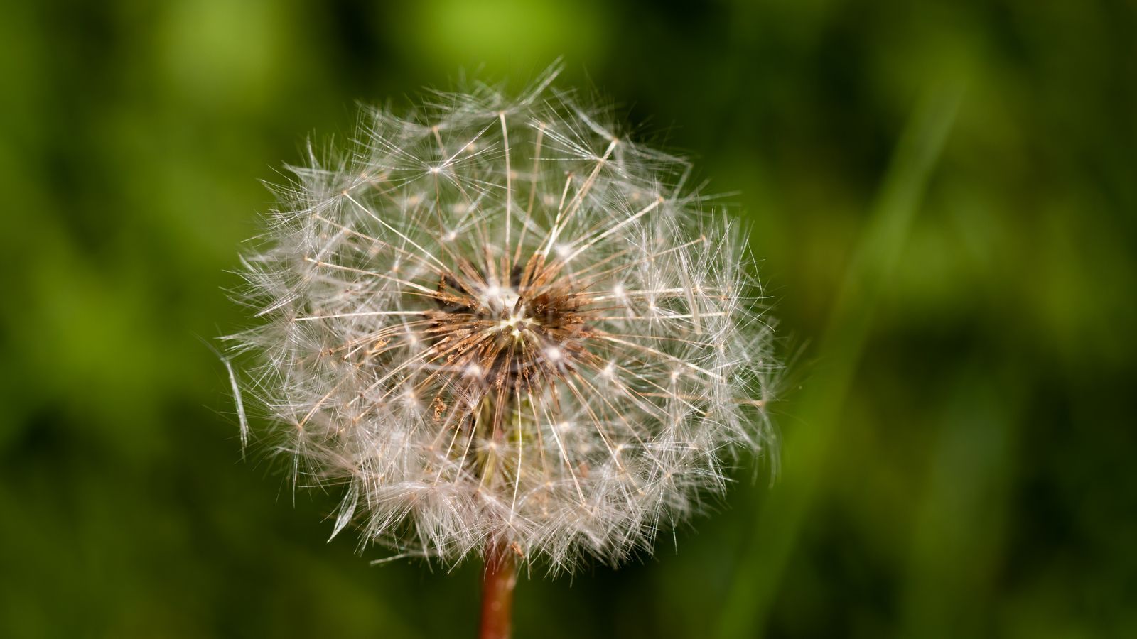 single dandelion seed head against a pale blue sky at sunrise